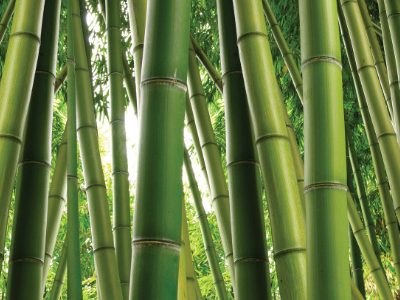 bamboo_tropicale